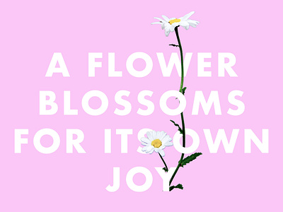 A Flower Blossoms For Its Own Joy