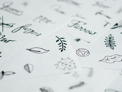 The Furrow Icon branch brand creative handdrawn icon ideas illustration leaves logo process