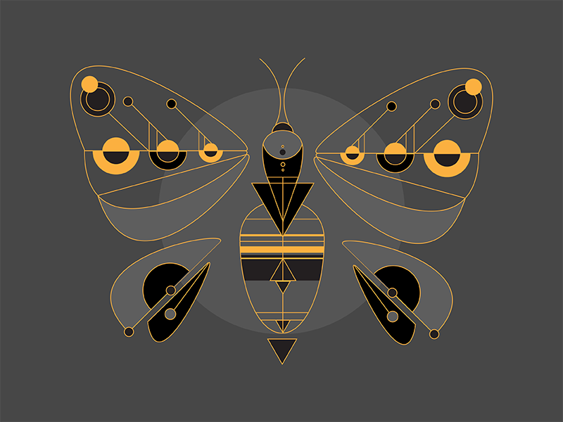 Butterfly by Kaja Połubek on Dribbble