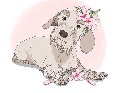 Wirehair Doxie dachshund design illustration vector illustration