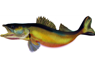 Pike-Perch animal fish illustration illustrator pike perch vector