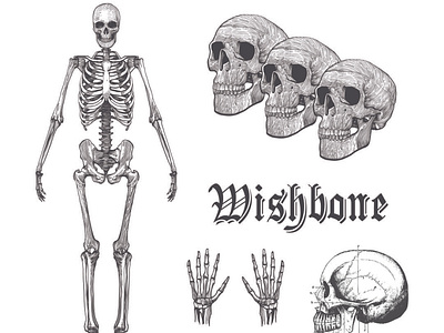 Wishbone design illustration vector