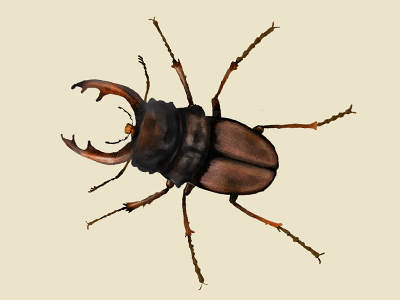Stag Beetle illustration