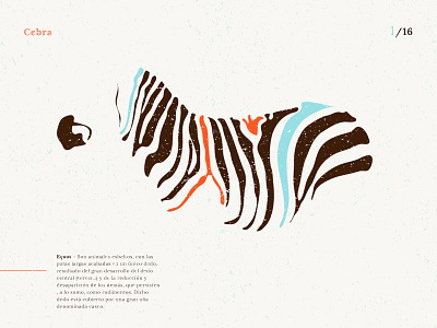 Equus Cebra draw illustration