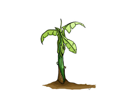 Ekitooke, a banana plant... illustration