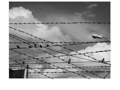 wires and birds adobe photoshop collage collage art photography