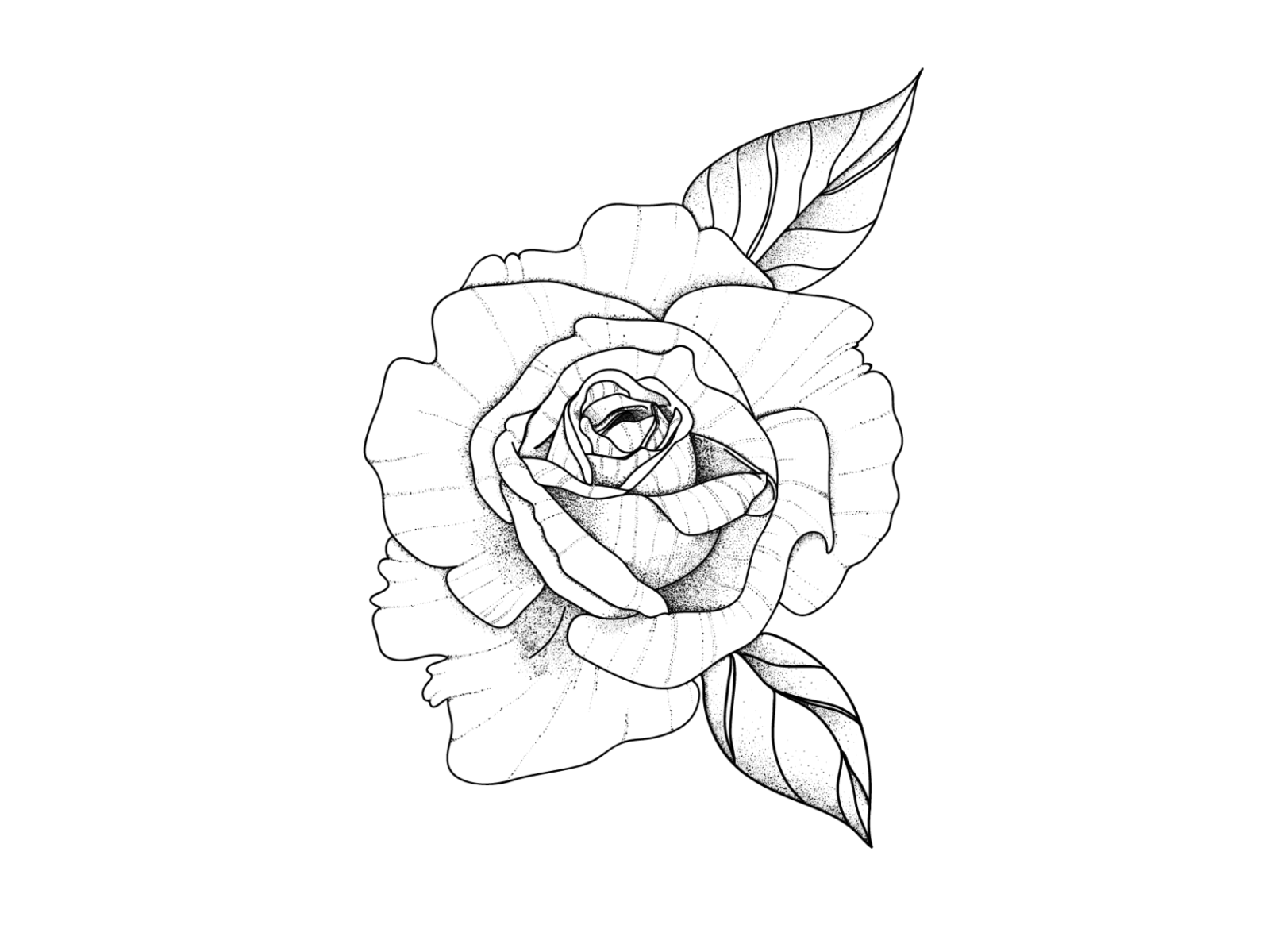 Dribbble - rose with shadowing Dribbble300-01.png by Rachel Denny