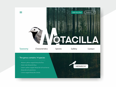 Motacilla design logo ui webdesign website