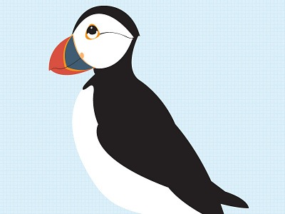 Puffin illo bird childrens book illustration kids kids book looking up puffin vector