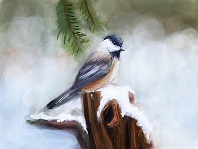 Winter Bird Study 3 art artwork bird bird illustration digital art digital illustration digitalart drawing drawingart illustration illustration art illustration digital nature nature art nature illustration painting snow study wildlife winter illustration