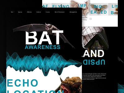 Mocktober - Bat Awareness bats education mocktober non profit nonprofit sound web