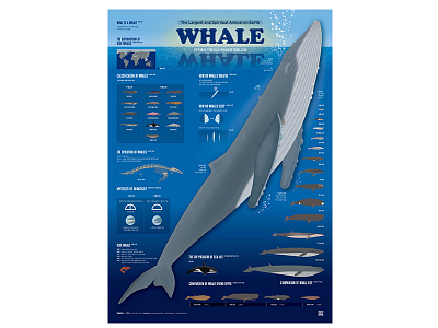 2206_Whale 203x graphic design 데이터시각화 인포그래픽 편집디자인 포스터