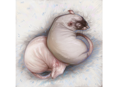 Sleeping rats illustration procreate raster