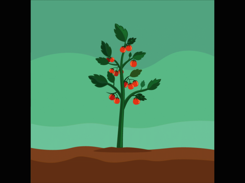 Fruit animation app design gif illustration