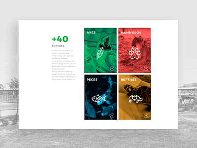 Margarita Zoo - Animals animal clean designer grid minimal section site ui ux web website zoo