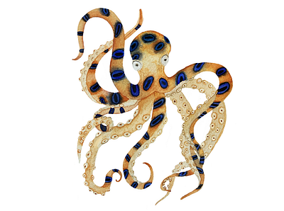 Octopussy 007 animal animal art aquarell art artwork designer illustration illustration art illustrator james bond movie movies octopus octopussy vintage