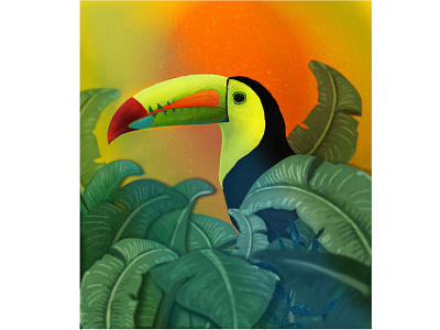 Tucano adobe illustrator adobe photoshop illustrator plants rainforest tropical tucan tucano