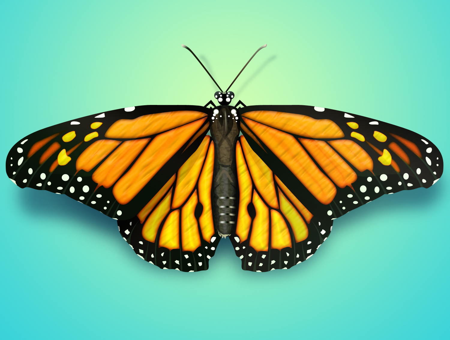 Big butterfly icon. Outline illustration of big butterfly vector icon for  web Stock Vector | Adobe Stock