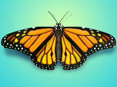 Free Butterfly Psd Illustration