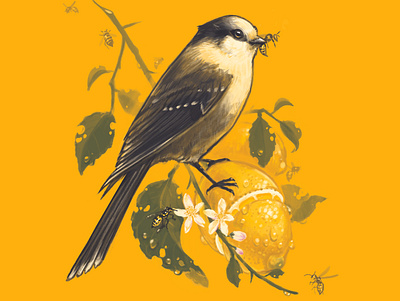 Canada Jay, Yellow Jackets, and Lemons birds canada digitalart educational illustration modern nature