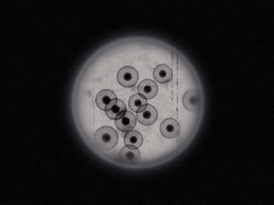 Cells Evolving bacteria cell evolution evolve microscope monster old science
