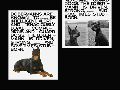 Poster - Doberman black blackandwhite design doberman dog dogs graphic design layout poster poster art poster design posters typography web design
