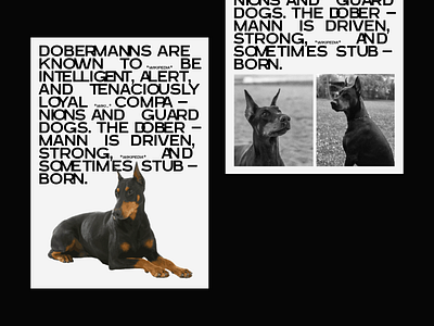 Poster - Doberman