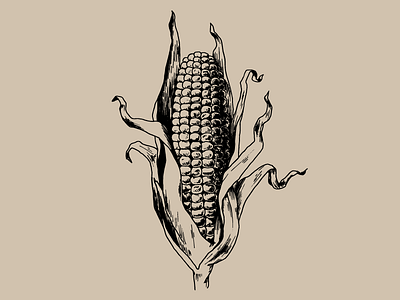 Corn corn cross hatching drawing etching hatching illustration popcorn