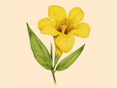 Yellow Jasmine drawing floral flower illustration nature yellow jasmine