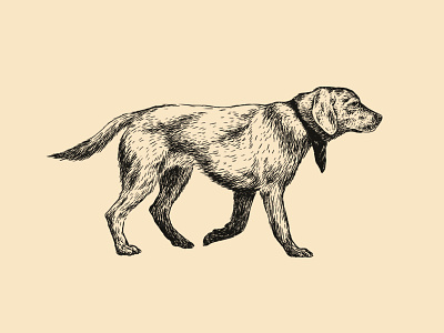 Dog animal dog illustration mattymatt
