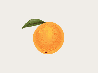Orange Illustration citrus fruit illustration orange stipple stippling