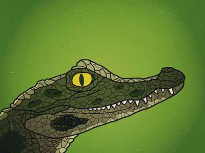 Crocodile