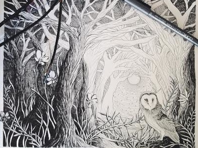 Owl drawing illustration nature
