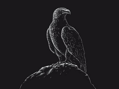 Eagle bird illustration black and white eagle engraving illustration inverted lineart nature illustration shading white on black