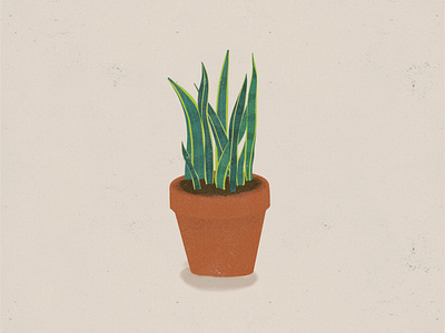 Snake Plant Illustration