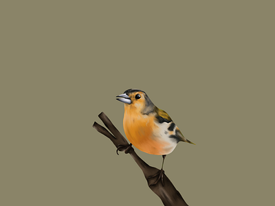 Bird birdillustration digitalart illustration illustration art