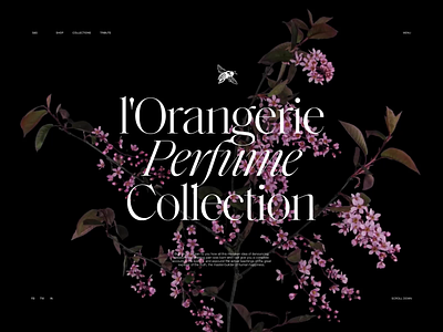 Perfume Website: Collection Page design design studio flowers graphic design interaction interface motion graphics perfumes ui user experience ux video web web design webpage design website website design