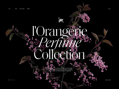 Perfume Website: Collection Page design design studio flowers graphic design interaction interface motion graphics perfumes ui user experience ux video web web design webpage design website website design