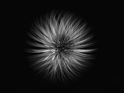 Dandelion.gif abstract animation black and white c4d cinema4d dandelion gif mograph motion