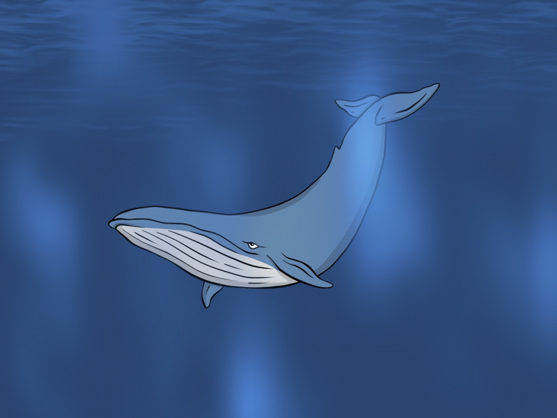 Whale...Whale...Whale... simple cartoon graphic design sea creature design illustration ocean aquarium mammal whale