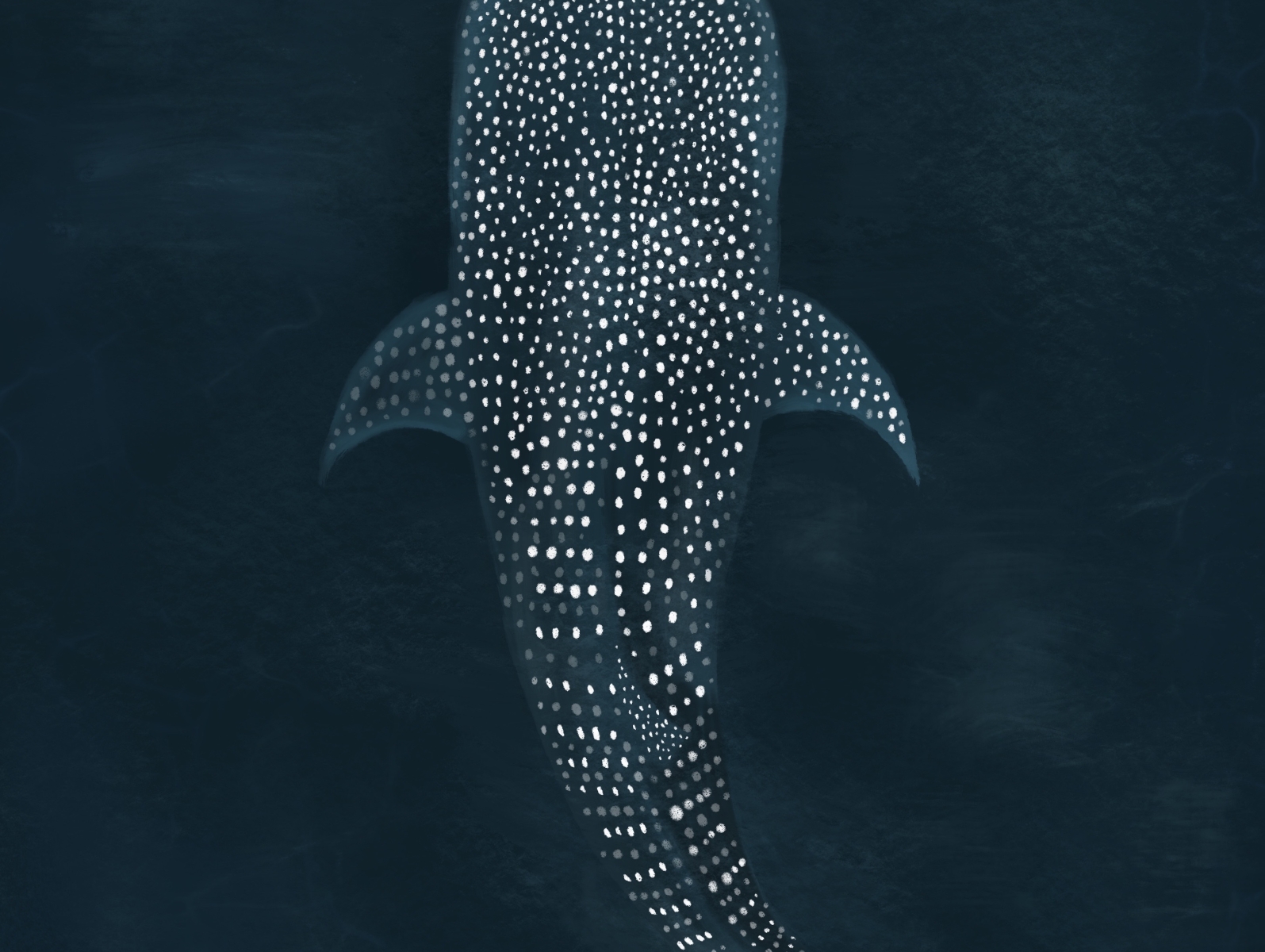 whale shark wallpaper