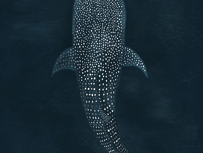 Whale shark animal blue design digital painting displate environment illustration metal print nature ocean painting procreate procreate art shark top view whale