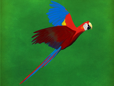 Guacamaya - Scarlet Macaw bird design digital painting displate guacamaya illustration macaw parrot procreate procreate art