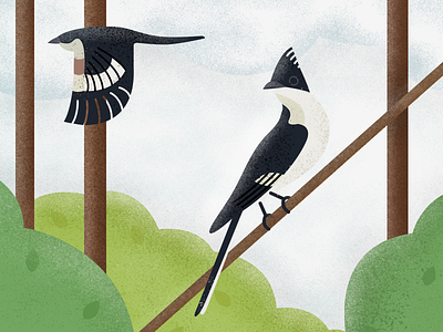 Two pied cuckoos