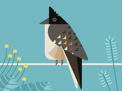 Pied Cuckoo Perched bird cuckoo flora and fauna geometric illustration perched