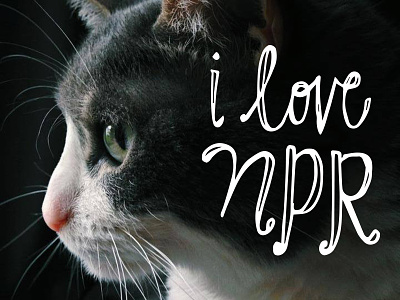 WKSU Fund-Drive "Why Pets Love NPR" cat hand-drawn lettering non-profit photography public radio