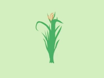 Rice Food Process 2d agriculture animation illustration motion graphics