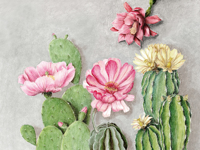 Flowering cacti cactus drawing flower flowers illustration painting