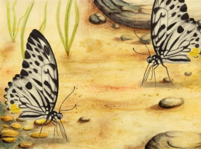 Graphium deleserti design illustration