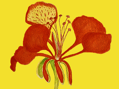 Flor de Tabachín acuarela botanical art illustration photoshop